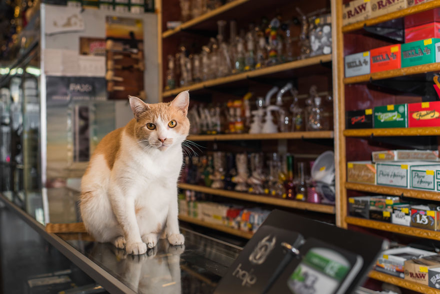 Cat Shop